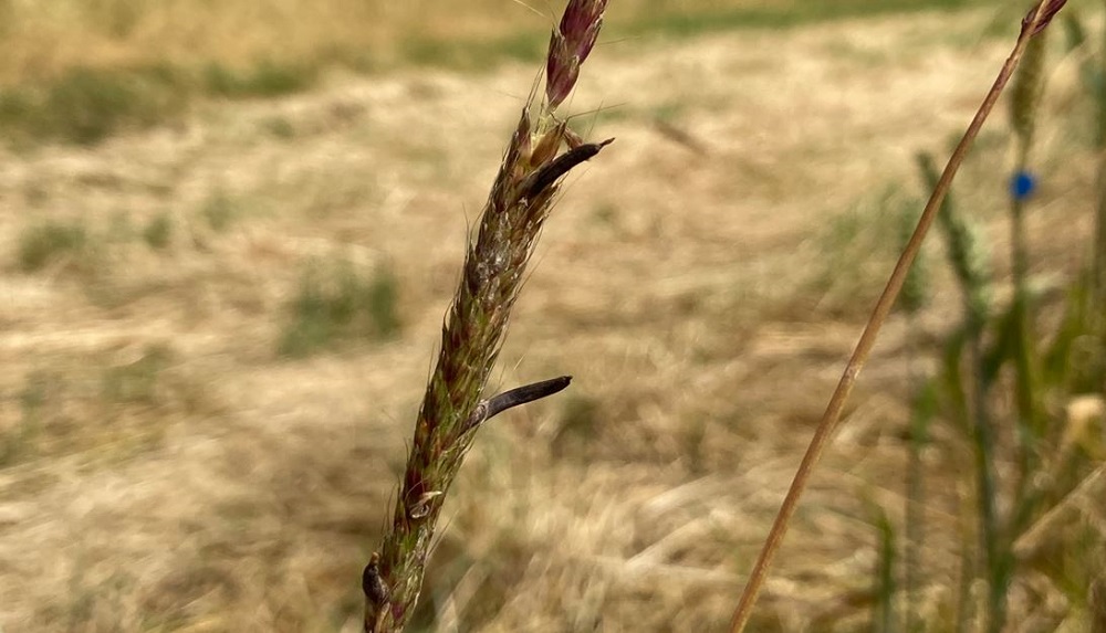 Ergot sclerotia on black-grass